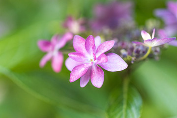 かわいい紫陽花