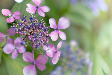 綺麗なアジサイ