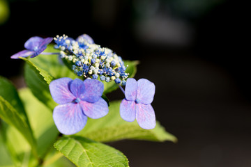 紫陽花