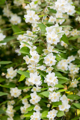 Fototapeta premium Chubushnik, or Jasmine garden bloom in the Park. Flowering Bush. White flowers on the tree.