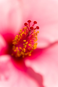 Pistilo y estambre del hibiscus sobre su corola o p&eacute;talos.