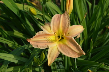 Розовый лилейник hemerocallis