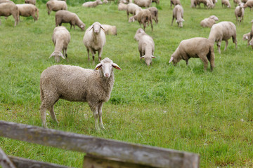 Obraz premium Sheep on pasture at a sheep farm in the Alps