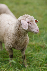 Sheep on pasture at a sheep farm in the Alps