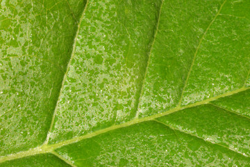 Fototapeta na wymiar Green leaf texture. Leaf texture background.