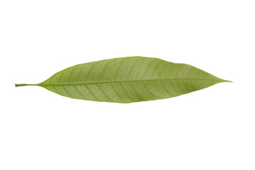 Fototapeta na wymiar Mango leaves on a white background