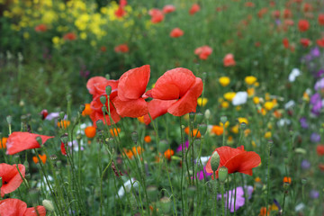 Bright flowerbed with red poppies and colorful wildflowers. Moorish lawn.