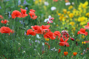 Bright flowerbed with red poppies and colorful wildflowers. Moorish lawn.