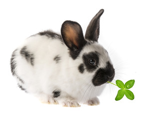 Breed English sparrow - spotted rabbit
