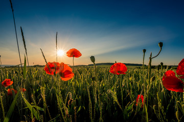 Red weed and wheat.