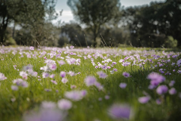 Champs de fleurs mauves © Arnaud Najarro