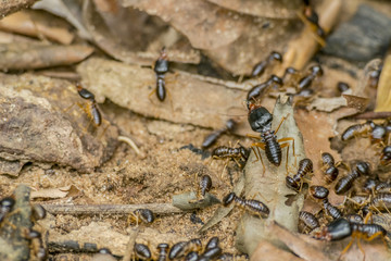 Termites Cambodia Asia