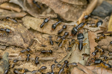 Termites Cambodia Asia
