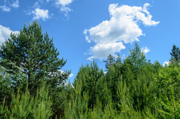 Obraz na płótnie Canvas Beautiful summer landscape. Blue sky with clouds over the forest