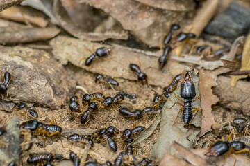Termites Cambodia Asia