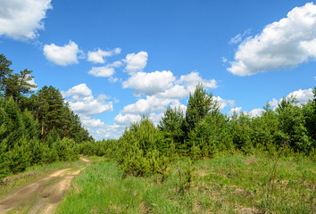 Obraz premium Beautiful summer landscape. Blue sky with clouds over the forest