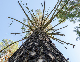 A huge beautiful tree with branches in the forest, a view from below.