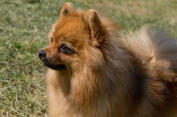 The dog is yellow, in profile. German pygmy pomeranian.