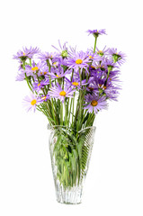 Field flowers chamomile purple standing in vase on white isolated background