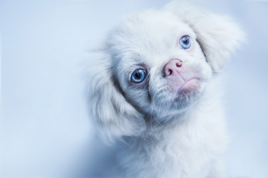 Pekines alvino 