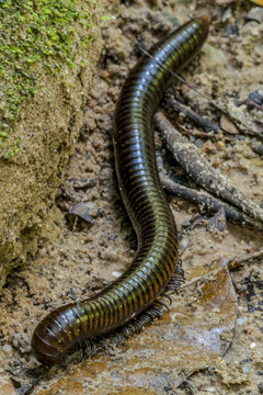 Milipede Cambodia Asia