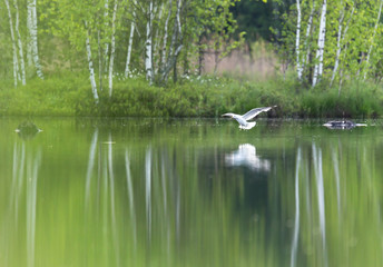 The flight of seagulls over Lake