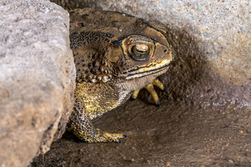 Toad Asia Cambodia