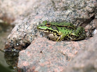 Seefrosch auf Stein 