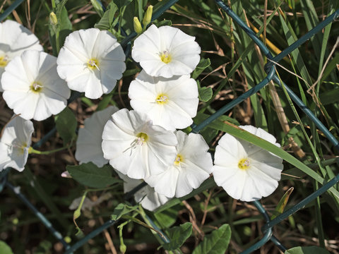 Acker-Winde, Convolvulus arvensis