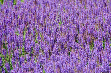Obraz premium Mass of purple Salvia