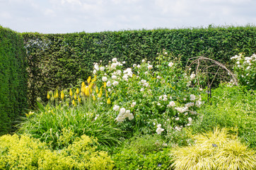 English garden border with roses and red hot poker