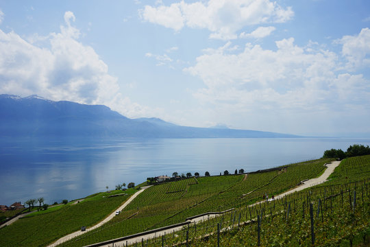 Entre vignes et lac