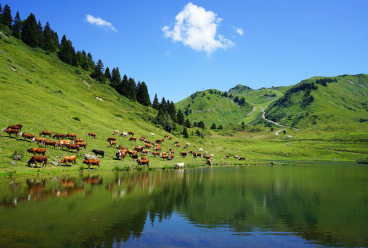 Les vaches de Joux-Plane