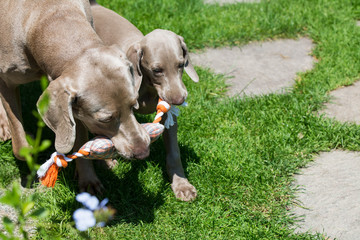 Alter und junger Weimaraner mit Spieltau © motivjaegerin1