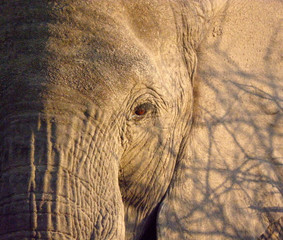 Portrait of an African Elephant