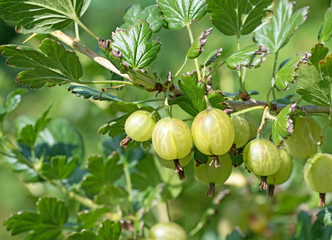 Stachelbeeren, Ribes uva-crispa