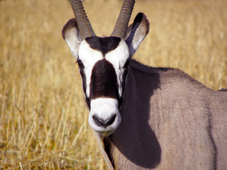 Oryx