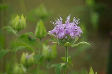 ワイルドベルガモット