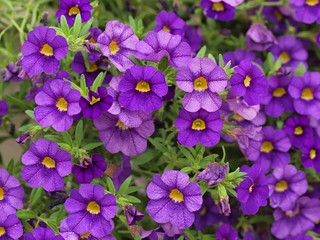 紫色のペチュニアの花