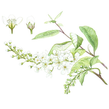 Illustration in watercolor of Bird-cherry tree flower. Floral card with flowers. Botanical illustration.