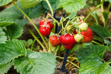 Strawberry fruit grows in the plantation