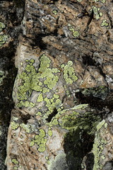 Lichen carte géographique, 