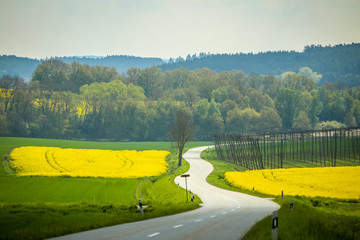 A road passing next to yellow flowering rapeseed fields in spring in Bavaria, Germany.