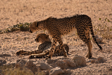 Fototapeta na wymiar Two male Cheetah alert to antelope activity in the distance