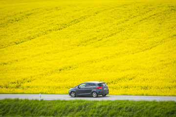 A car on the road passing next to yellow flowering rapeseed fields in spring in Bavaria, Germany.