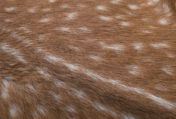 deer in the grass 