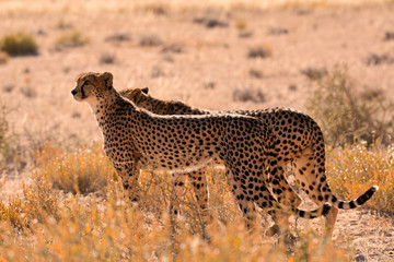 Two male Cheetah smelling the air for the scent of prey