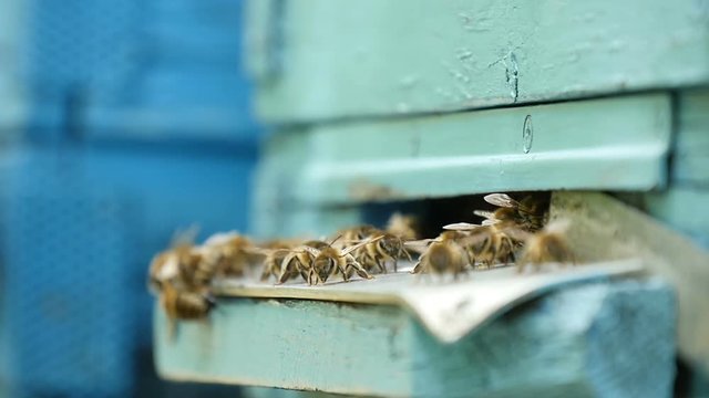 Astonishing closeup shot of laborious bees entering the hive hole and bringing honey to their honeycombs. They look busy, funny and shaggy, while moving on a metal mounting in a sunny day in summer