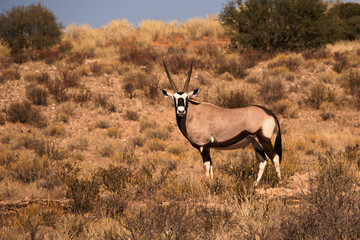 Lone Oryx bull standing alert against the desert dune backdrop