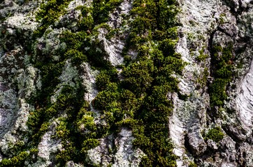 Obraz premium The bark of a tree with moss growing on it